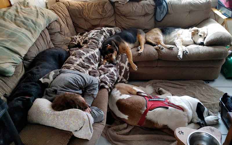 By-Law Enforcement manufactured a complaint about our dogs.