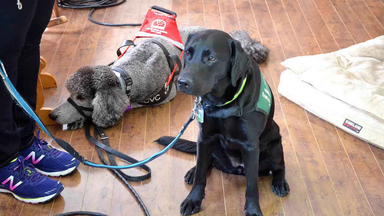 Zeven is a puppy in training and Odin is Michelle's service partner
