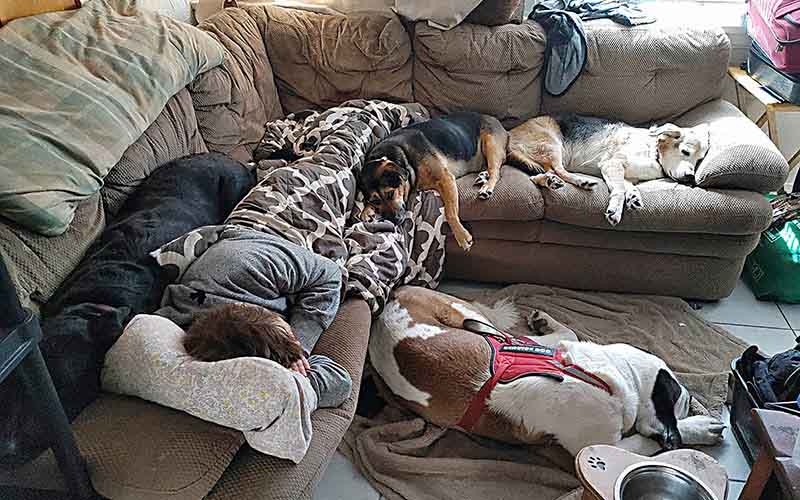Our dogs are valued members of the family, and very loved.