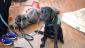 Zeven is a puppy in training and Odin is Michelle's service partner